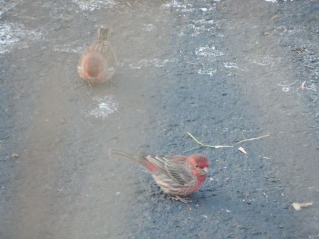 House Finches, met rode veertjes