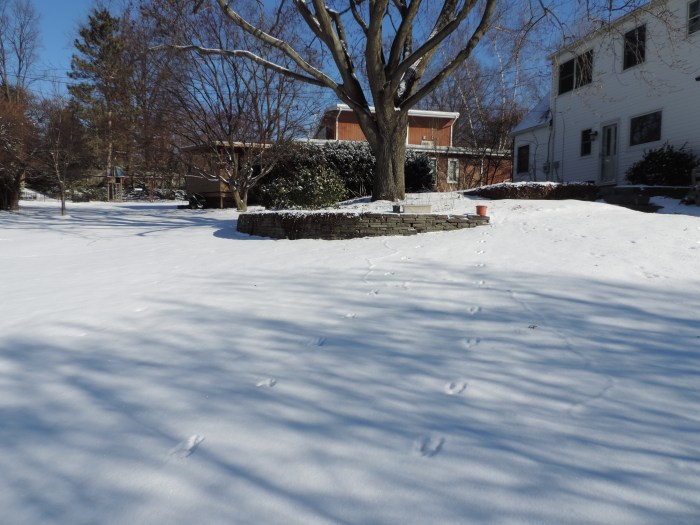 Sporen in de achtertuin 