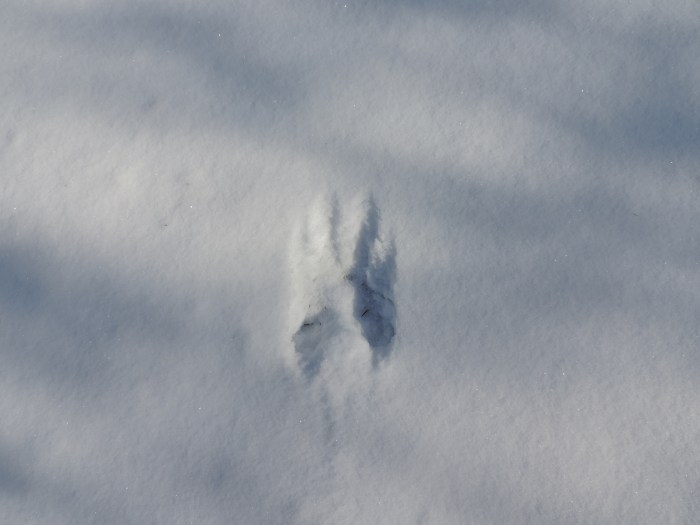 Zijn dit coyote sporen? Of wat anders? 