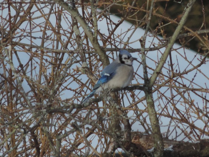Blue Jay, een erg mooi beest. Net wat groter dan een merel.