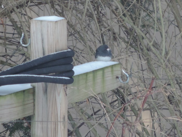 Een Dark-eyed Junco, ongeveer zo groot als een musje