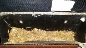 De brievenbus op zondag