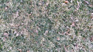 Het gras wordt langzaam aan groen!