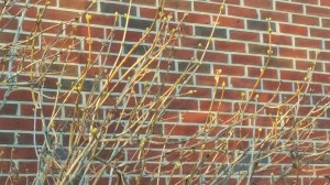 En de knoppen lopen uit!!