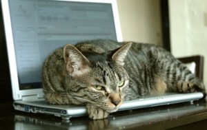 Ik dacht dat er zoiets was gebeurd: kat op de laptop... (NB: dit is Lumpy niet hoor...)