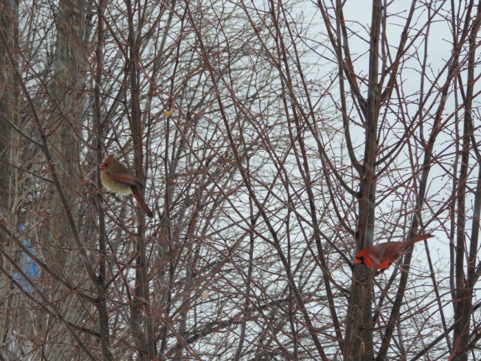 Northern Cardinals - vrouwtje links en mannetje rechts