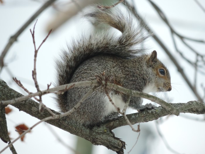 Eekhoorntje in de boom