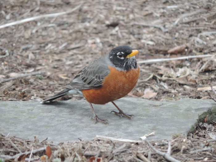Red Robin - een wat grotere versie van onze roodborst