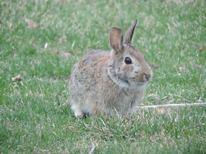 Een van de vele konijnen hier