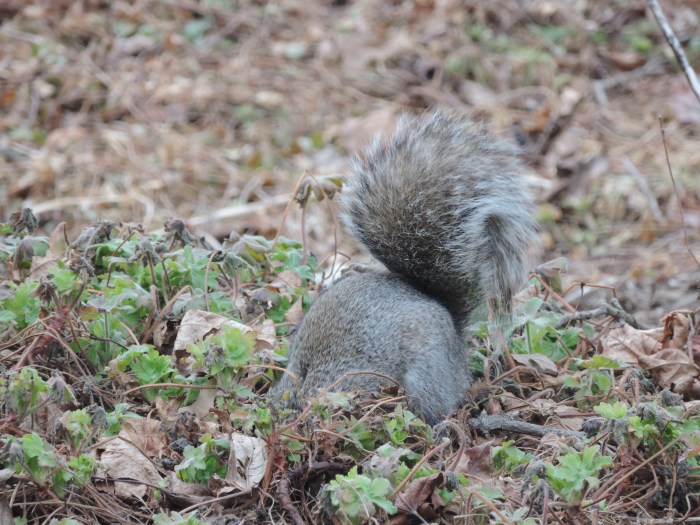 Eekhoorn op zoek naar eten