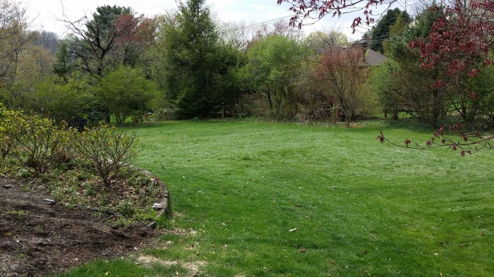 Een deel van mijn hobbelige grasmat