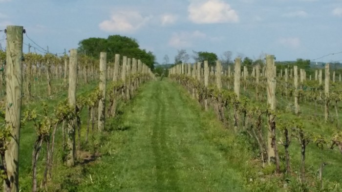 Cassel Vineyards. Met druiven uit Pennsylvania