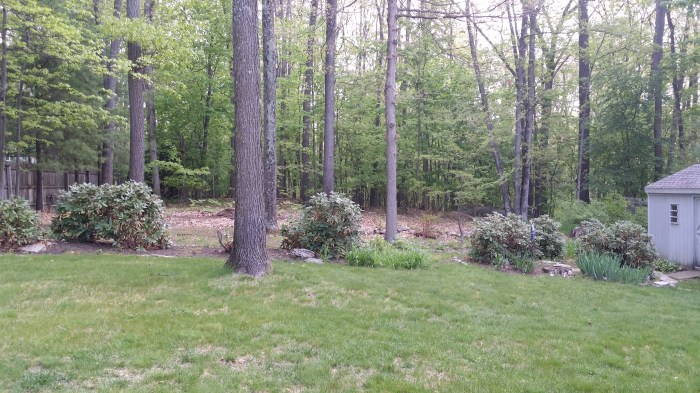 Achtertuin - mooi he