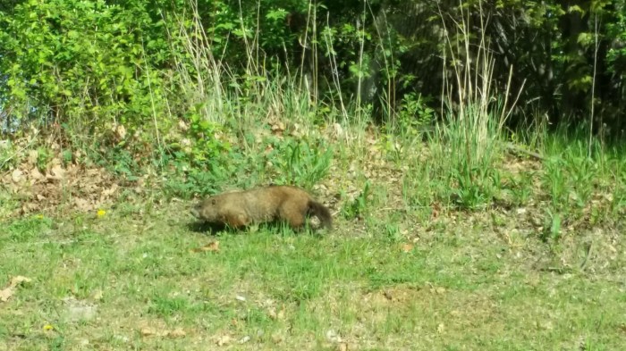 Een groundhog. Zo'n 80 centimeter lange homp.