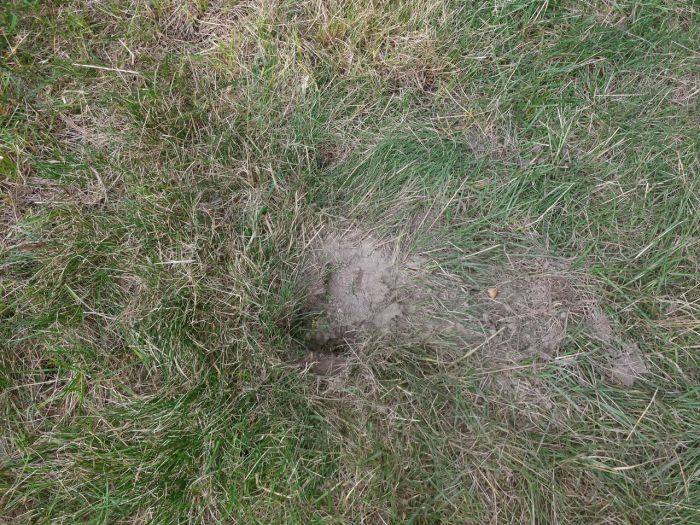 Het wespennest nog intact...