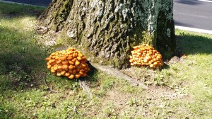 Op weg van huis naar school. Everything is bigger in America