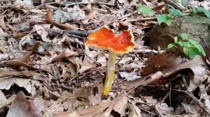 En deze hele mooie rode vond ik ook in de achtertuin