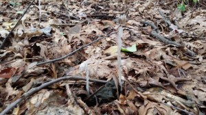 Dit zijn twee hele dunne paddestoelen 