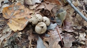 Ook dit zijn paddenstoelen... je zou ze bijna missen
