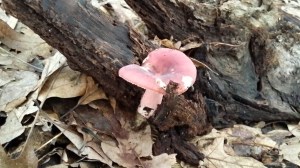 Op een rode paddenstoel... 