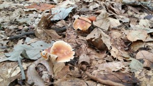 Met al die bladeren lijkt het wel herfst!