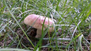 In het gras meteen achter het huis
