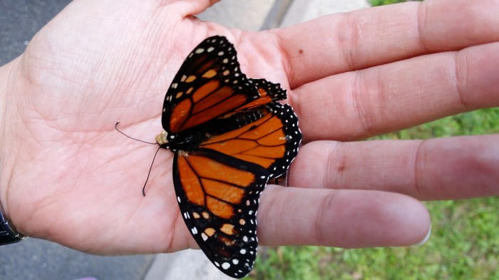 De 'monarch' vlinder