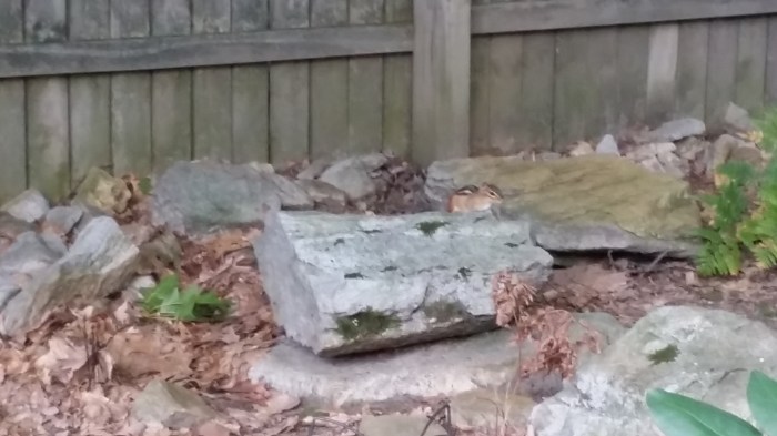 Rechts op de steen: een chipmunk