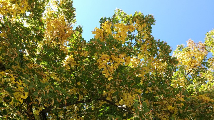 Gele blaadjes aan de bomen. Het wordt herfst!