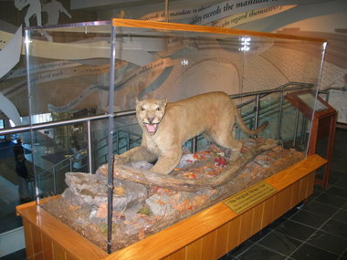Een van de laatste bergleeuwen, opgezet en te zien in het museum in Beaver Stadium