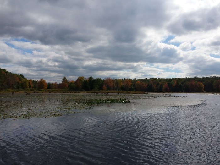 Gekleurde bomen in het Black Moshannon Park