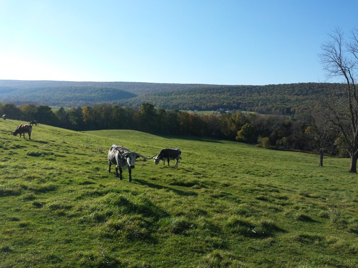 Texas Longhorns in de wei