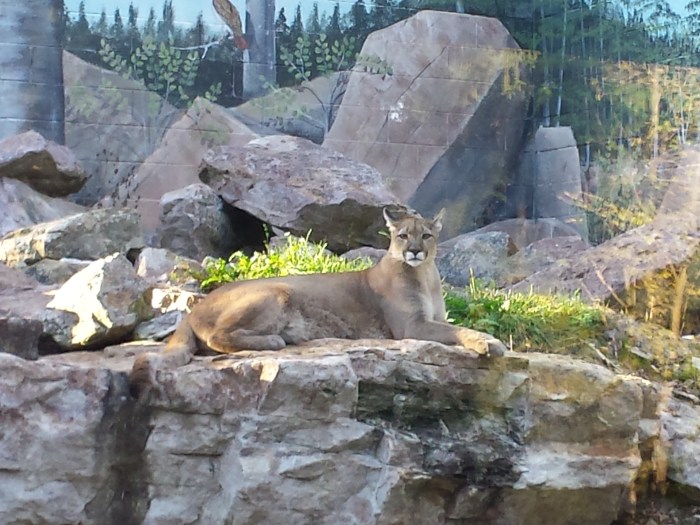 Een bergleeuw/poema, een echte Nittany Lion, dus...