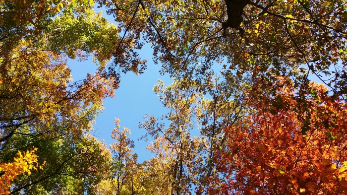 In onze achtertuin. Kijk omhoog...!