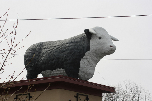 Kelly's heeft een koe op het dak...