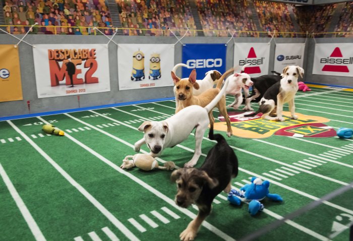 De Puppy Bowl (foto van Animal Planet)