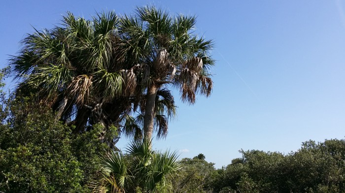 Palmbomen rond de baai