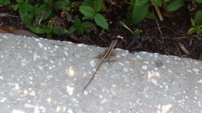 Kleine hagedisjes - overal zitten ze te zonnebaden