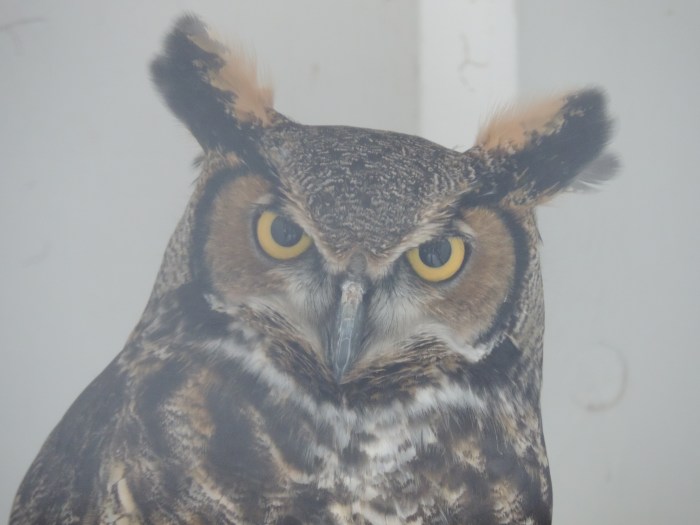 Een oehoe (een boos exemplaar!)