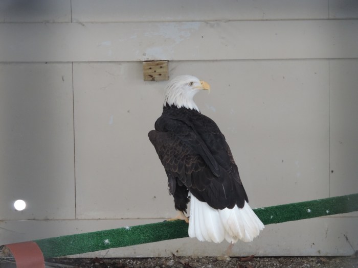 Een bald eagle