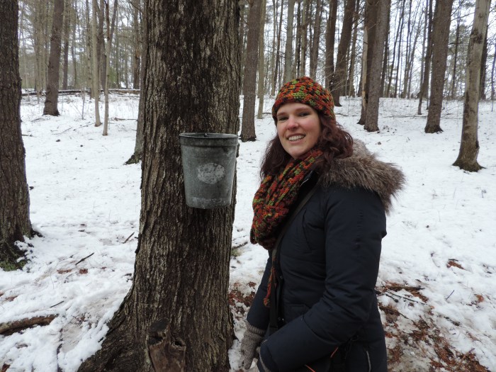 Het aftappen van het sap van de maple trees