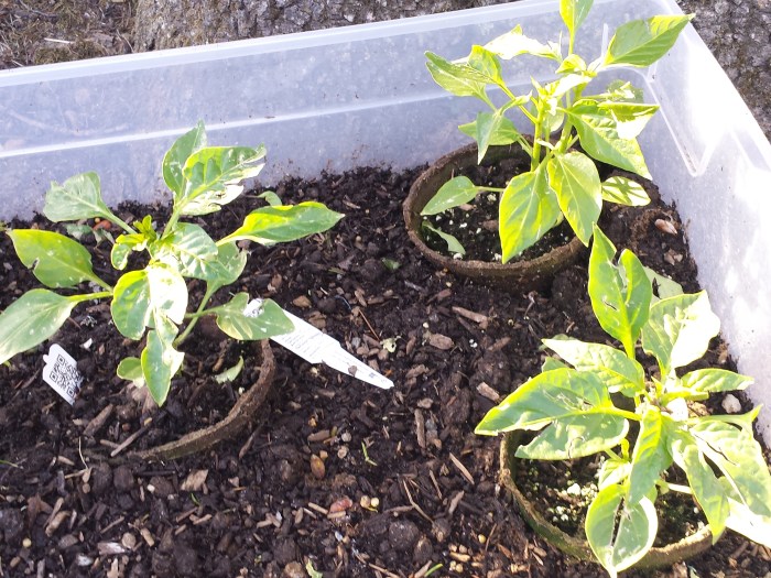 De paprikaplantjes zijn wat beschadigd door de hagel
