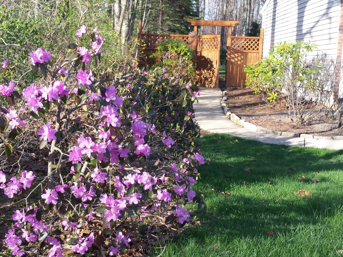 Explosie van paars in de voortuin!