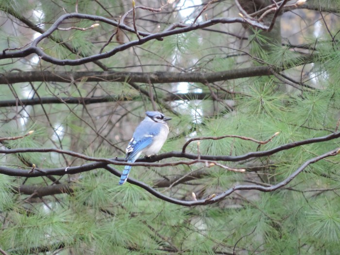En nog een blue jay