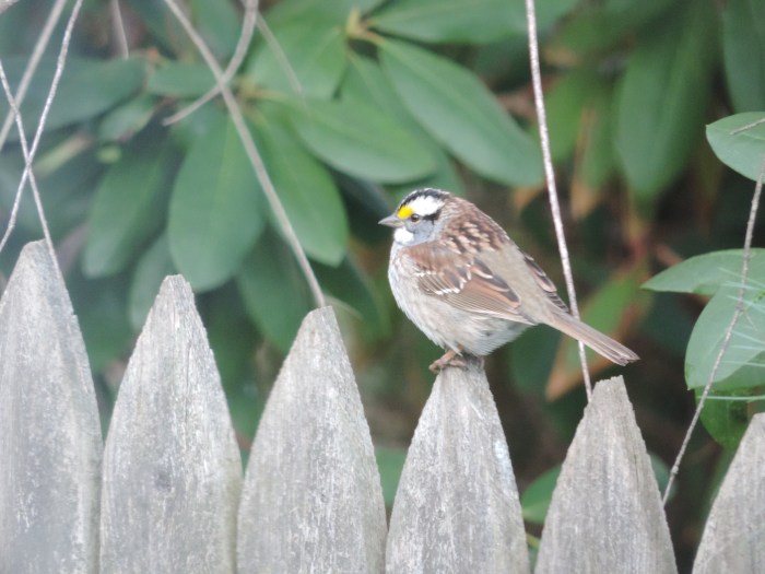 De Savannah Sparrow op het hek