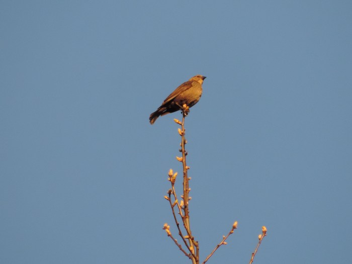 Een merel-achtige bovenin een boom