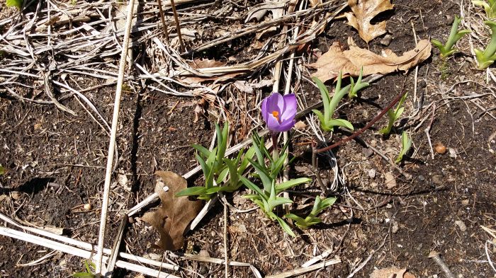 De eerste krokus... he, wat fijn!