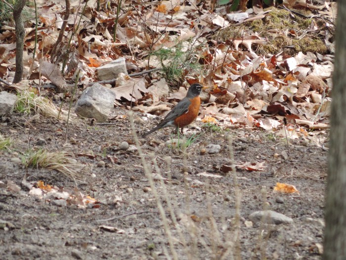 De Red Robin (de Amerikaanse roodborst, ter grootte van een merel)