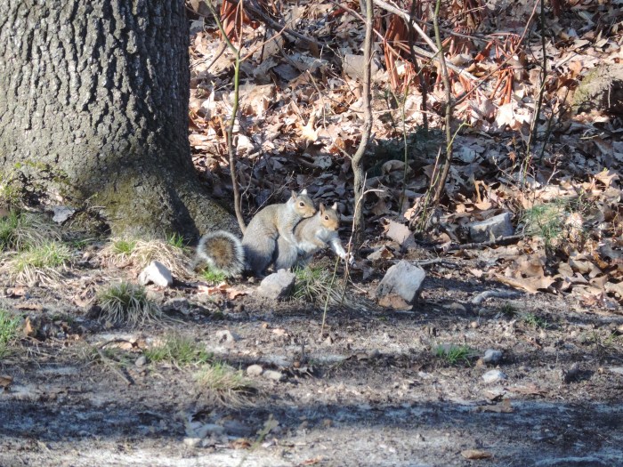 En de eekhoorns zitten ook achter elkaar aan (of op elkaar. Ook goed)