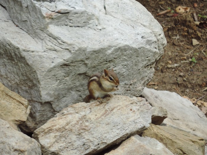 De chipmunks zijn er ook weer (nomnom... eikeltjes...)
